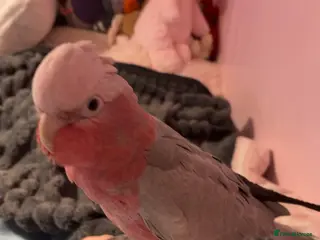 Cockatoo birds Galah Cockatoo Male in Ripon - Advert 1