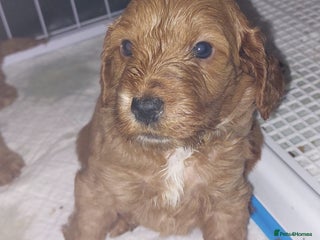 Cockapoo dogs 2 Left Beautiful Cockapoo Puppies, health tested - Advert 7