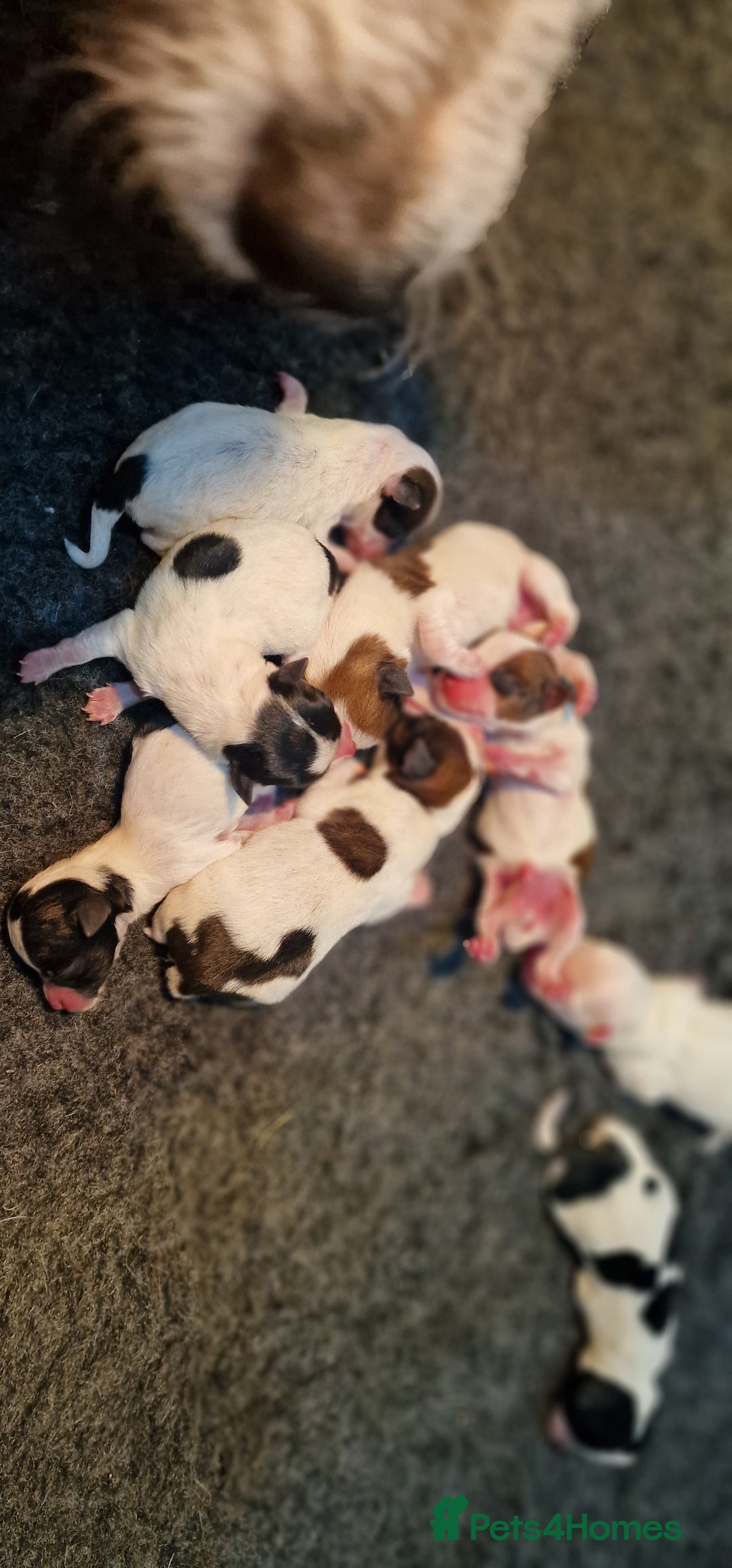 Jack Russell dogs for sale: kC Reg Jack Russell Pups, DNA Health Tested - Image 33