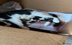 Mixed Breed cats for sale: Black and white Kittens - Image 16