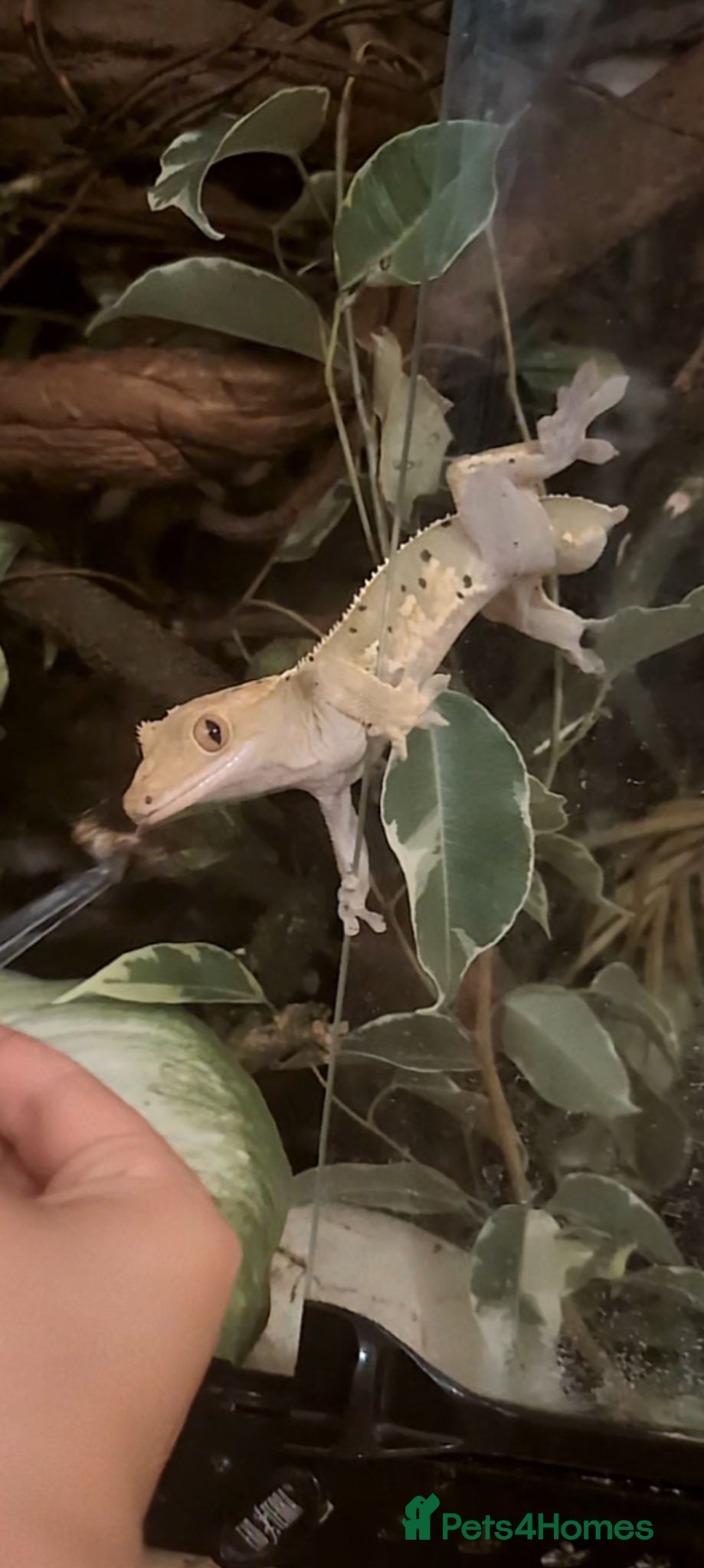 Gecko reptiles Friendly crested gecko - sale no fault of his own - Advert 1