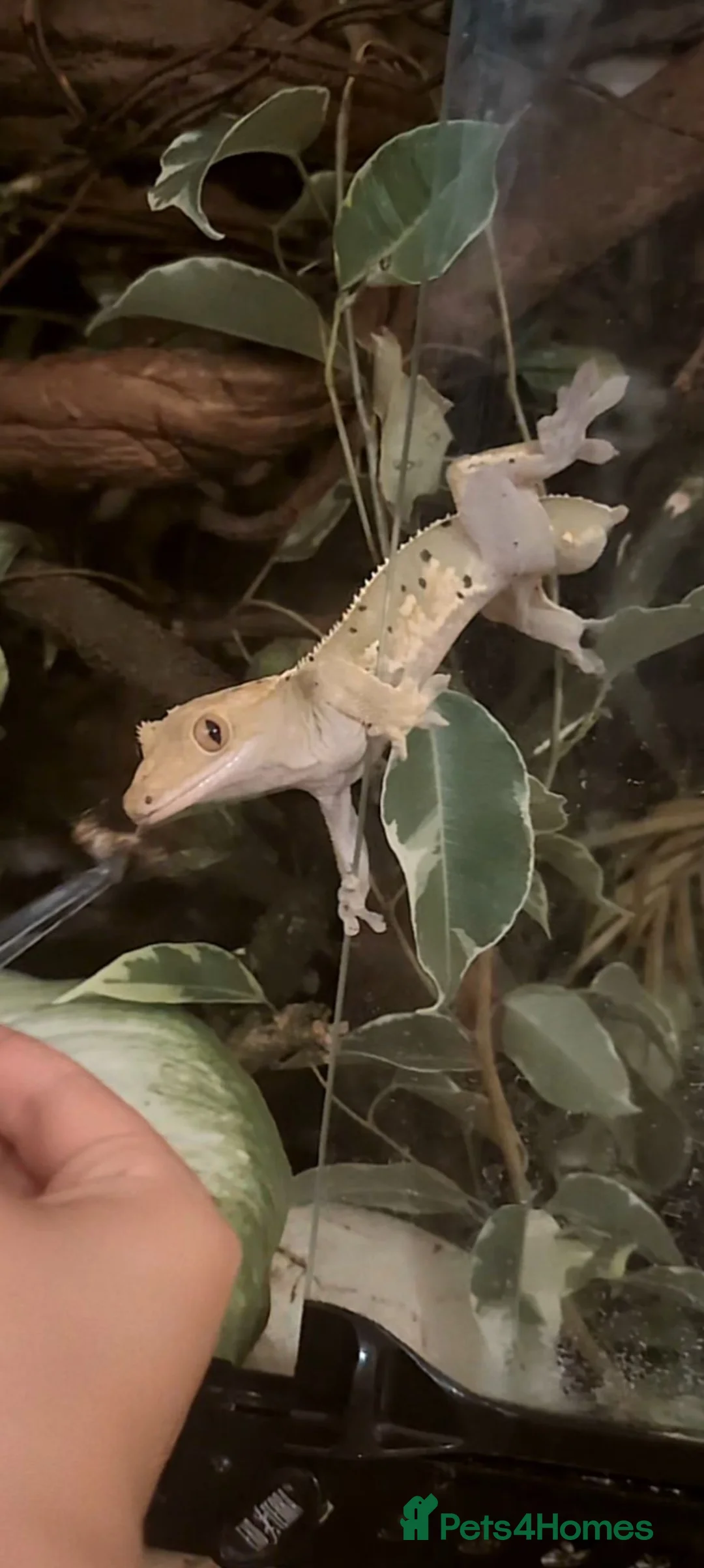 Gecko reptiles for sale: Friendly crested gecko - sale no fault of his own - Advert 1
