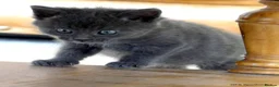 Mixed Breed cats for sale: Gorgeous Rag Doll/Maine Coon/Russian Blue X - Advert 9