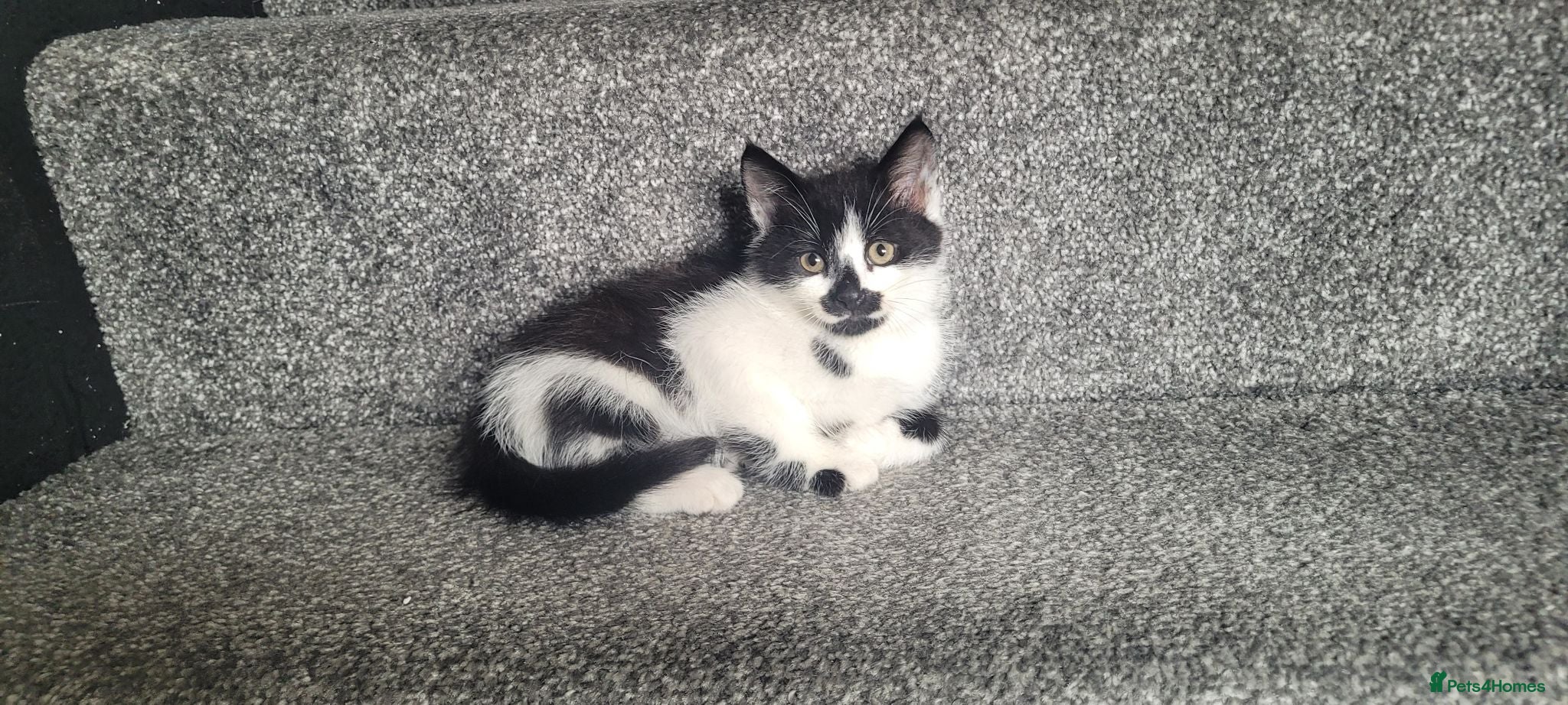 Mixed Breed cats cute kittens are looking for their new home - Advert 16