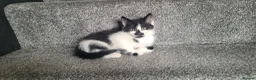 Mixed Breed cats for sale: cute kittens are looking for their new home in Gateshead - Advert 9