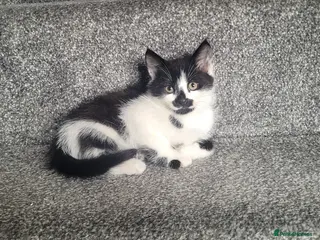 Mixed Breed cats cute kittens are looking for their new home - Advert 16