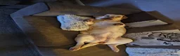 Labrador Retriever dogs for sale: 3 year old female labrador in Barnsley - Advert 2