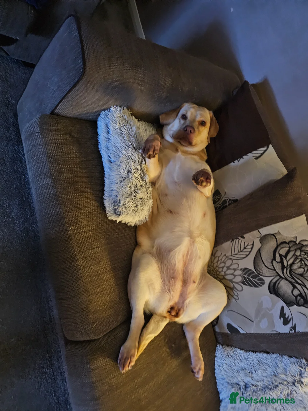 Labrador Retriever dogs for sale: 3 year old female labrador in Barnsley - Advert 2