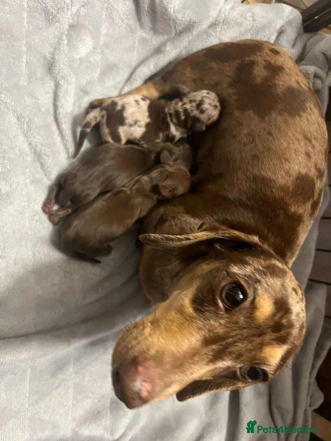 Miniature Dachshund dogs for stud: KC reg Isabella & Tan Stud! Free ovulation test in Stockton-on-Tees - Advert 16