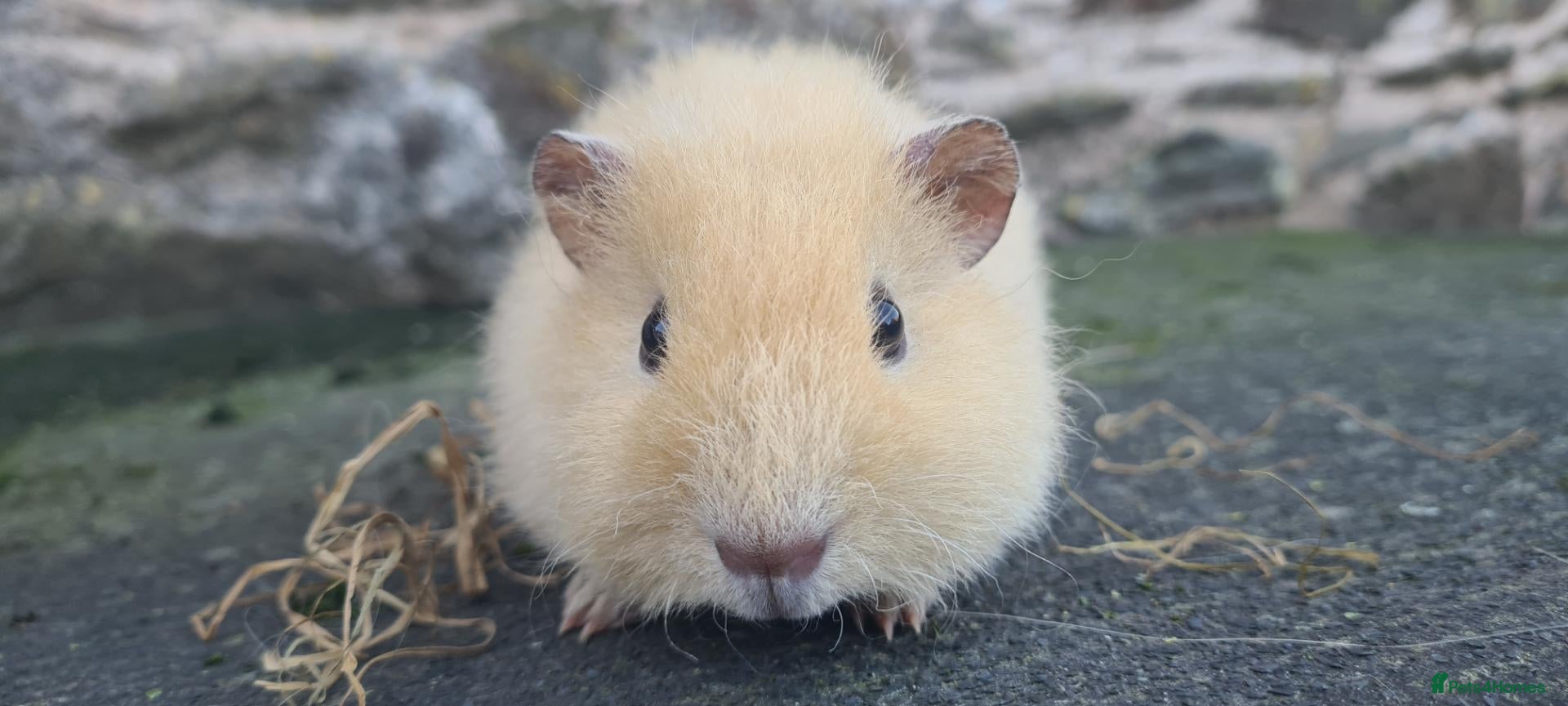 Guinea Pig rodents Male guinea pig - Advert 6
