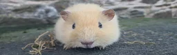 Guinea Pig rodents for sale: Male guinea pigs sheltie and short coated - Advert 19
