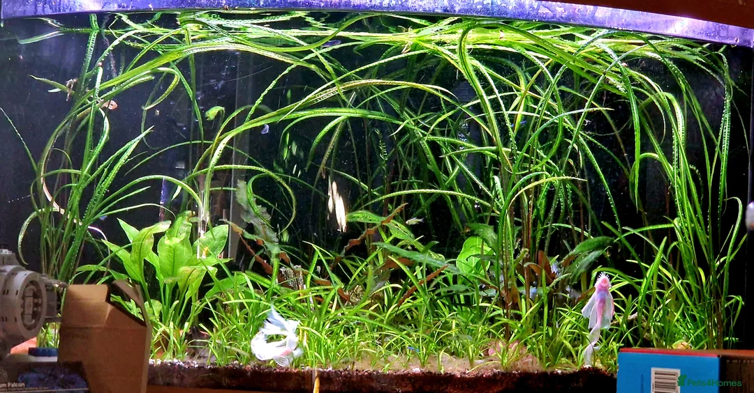 Plecos fish for sale: Snowwhite longfin bristlenose pleco breading pair - Advert 3