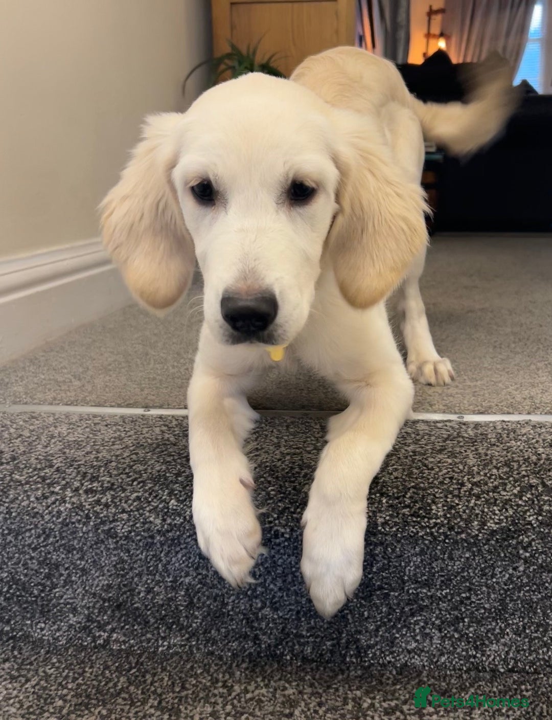 Golden Retriever dogs for sale: STUNNING CHAMPAGNE KC GIRL - Advert 4