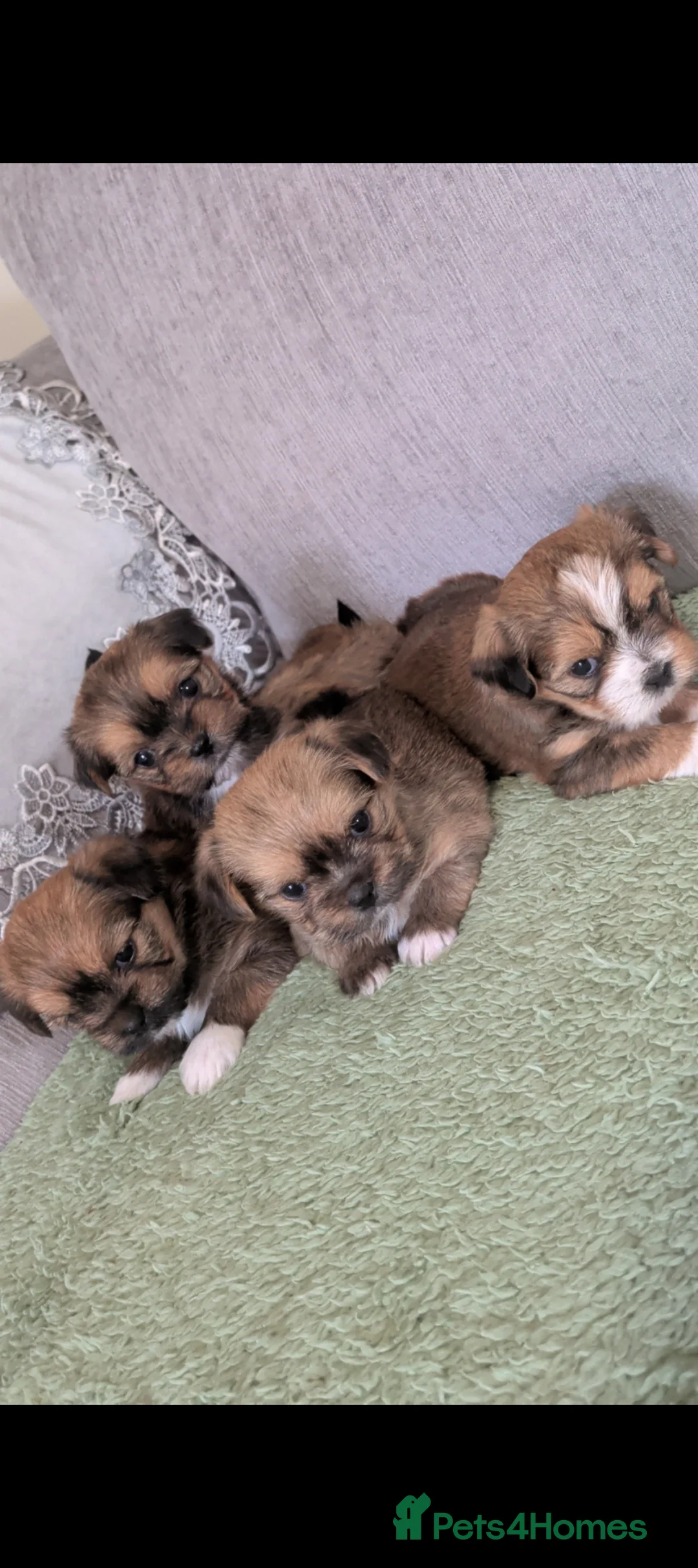 Shorkie dogs for sale: Shorkie puppies for sale  - Advert 2