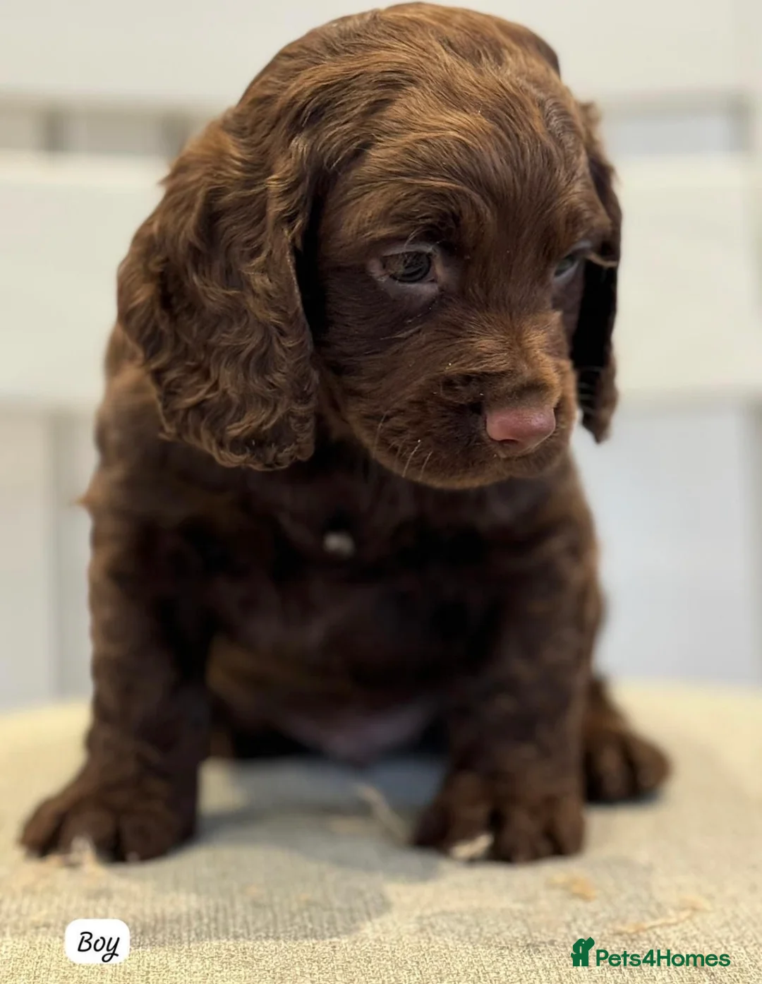 Cocker Spaniel dogs for sale: BEAUTIFUL KC REG FEMALE CHOC COCKER SPANIEL PUP - Advert 7