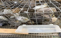 Quail poultry for sale: Coturnix quail  - Image 4