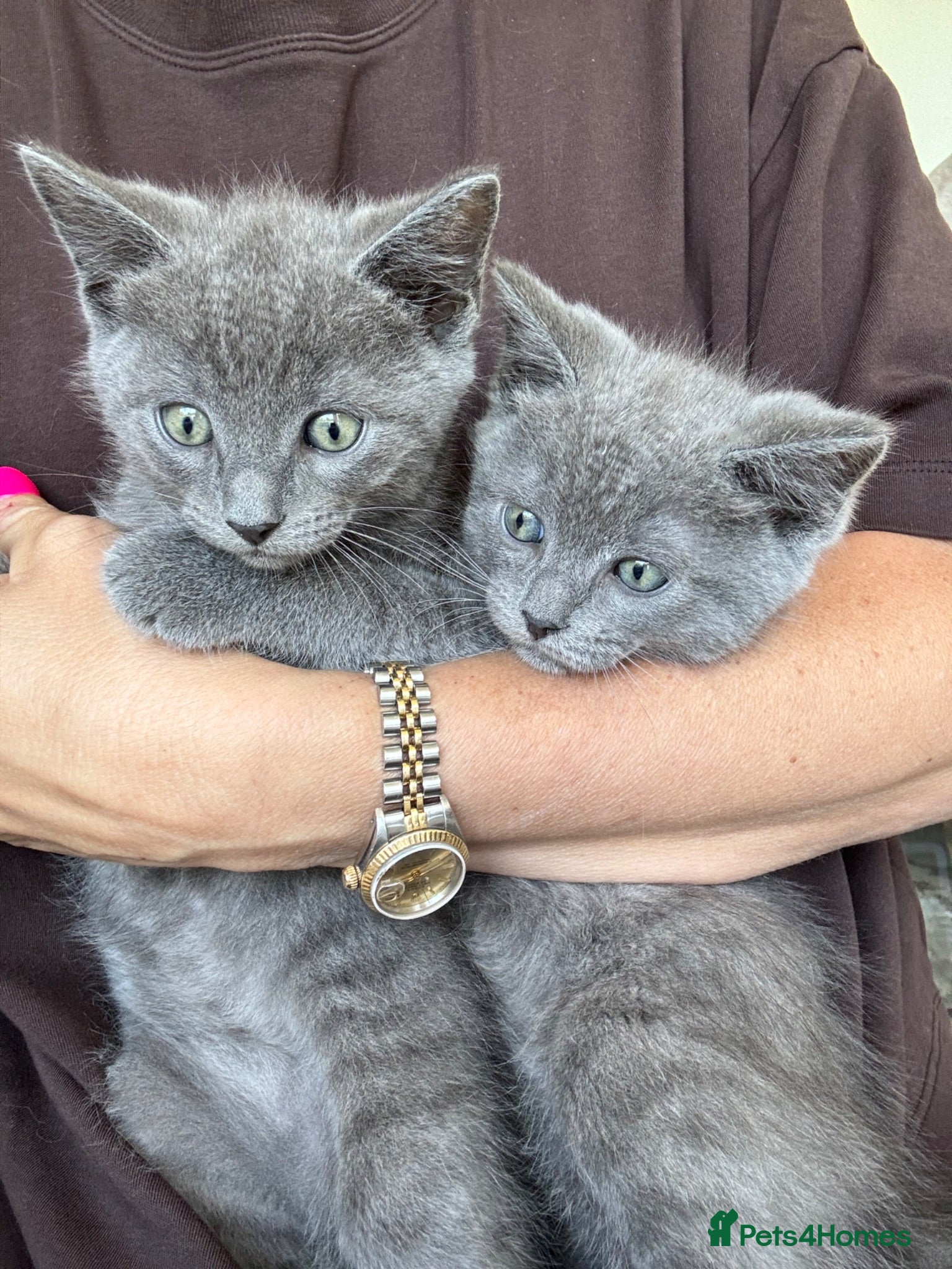 Ragdoll cats REDUCED 🩷 Ragdoll X Kittens  - Advert 1