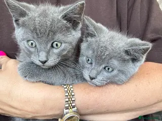 Ragdoll cats REDUCED 🩷 Ragdoll X Kittens - Advert 1