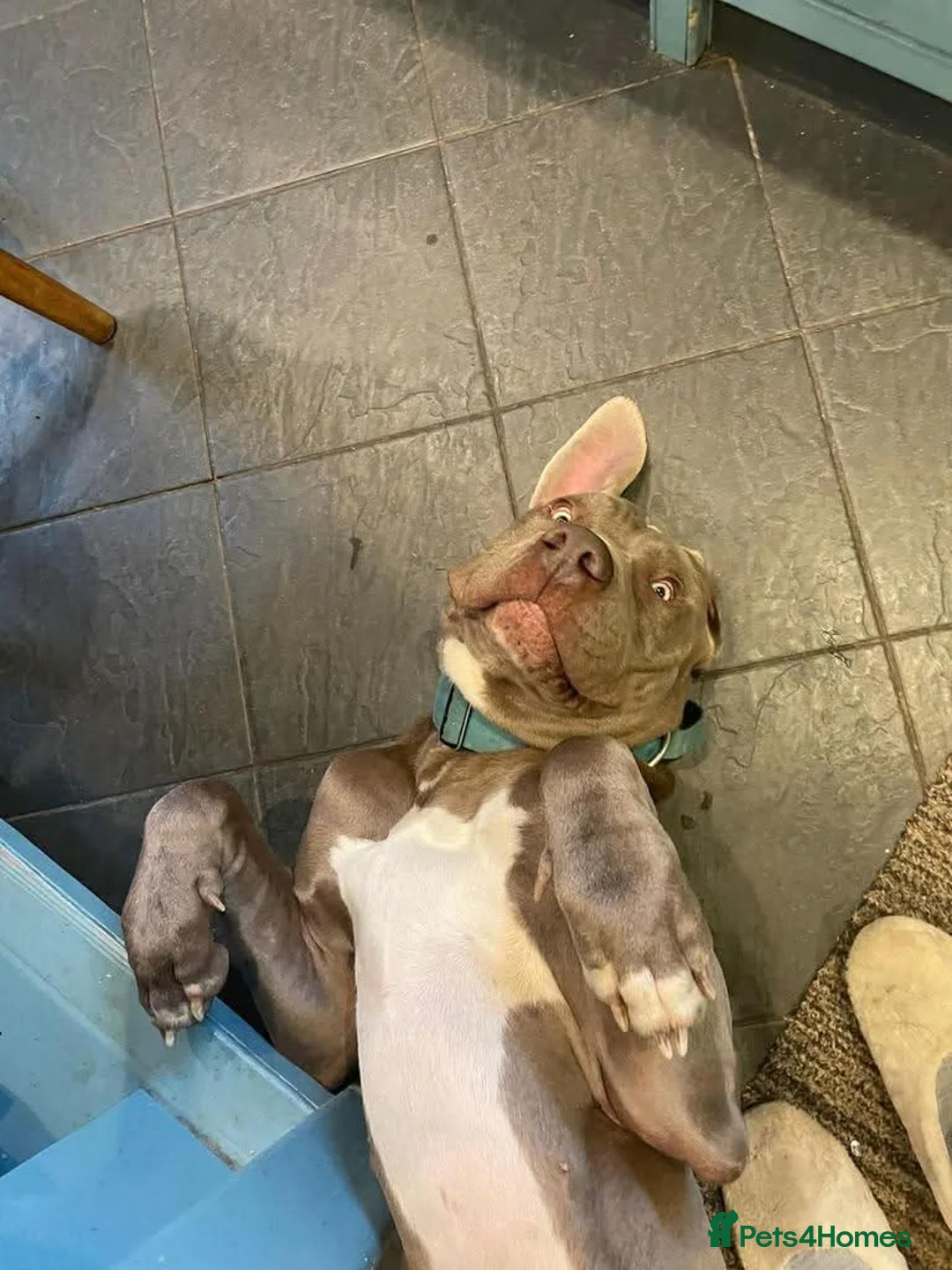 Weimaraner dogs for adoption: Meet Bruno, currently residing in Surrey - Advert 7