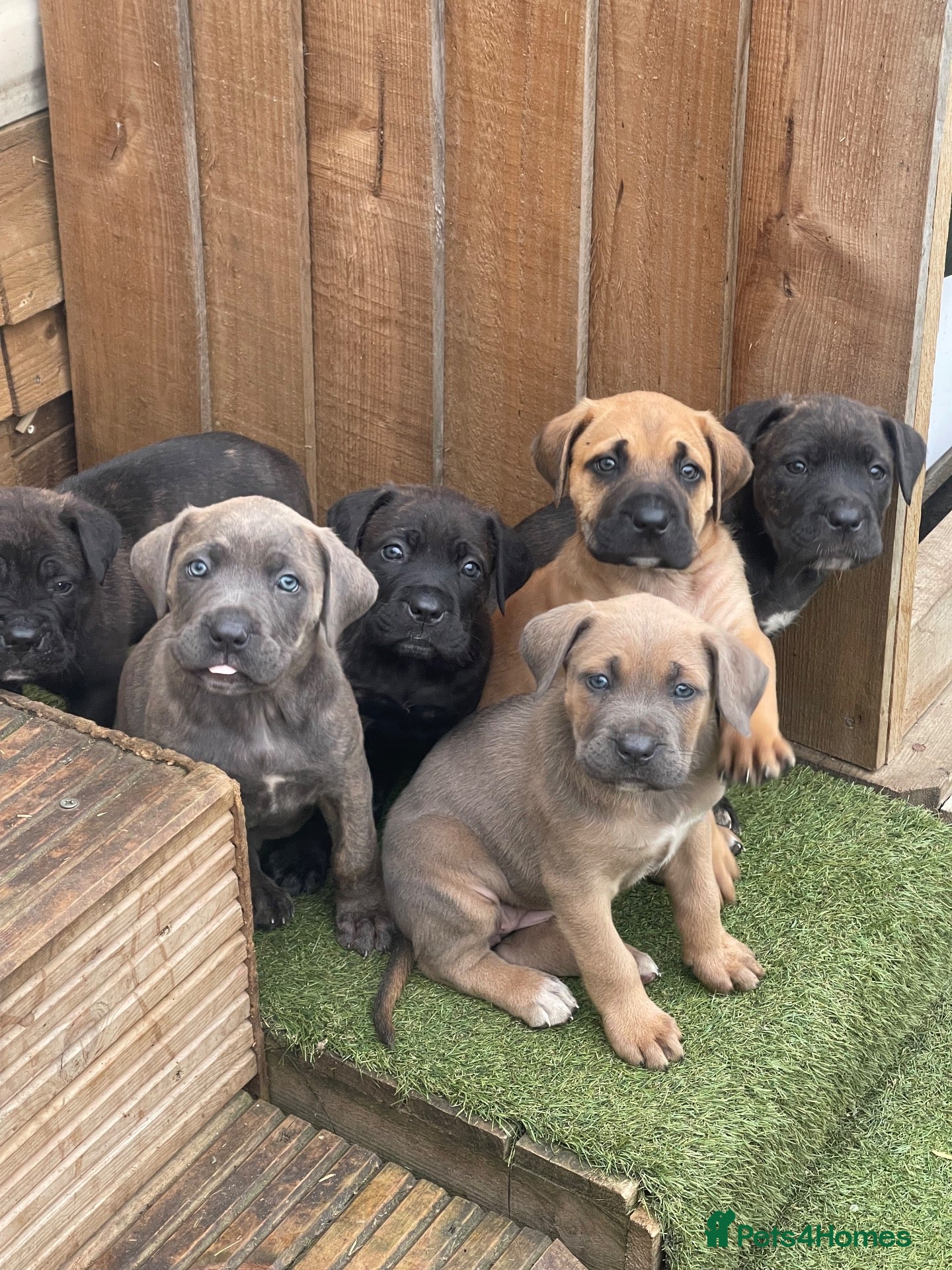 Cane Corso dogs Cane Corso pups for sale - Advert 3