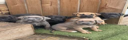 Cane Corso dogs for sale: Cane Corso pups for sale - Advert 1