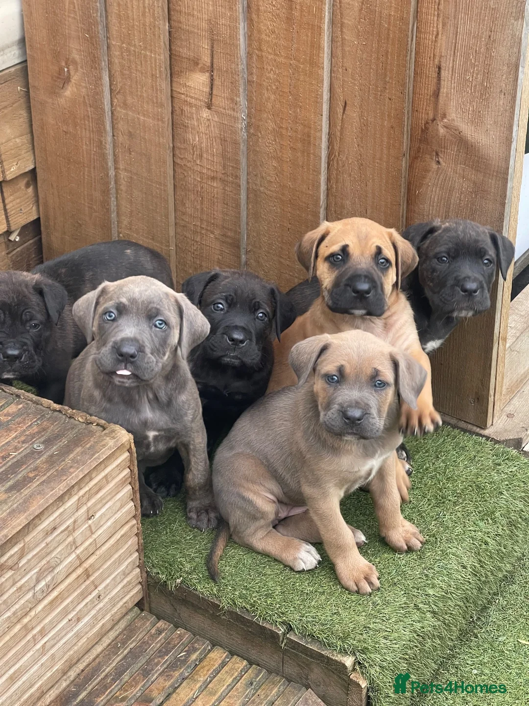 Cane Corso dogs for sale: Cane Corso pups for sale - Advert 1