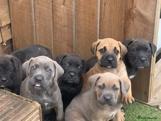 Cane Corso dogs Cane Corso pups for sale - Advert 1