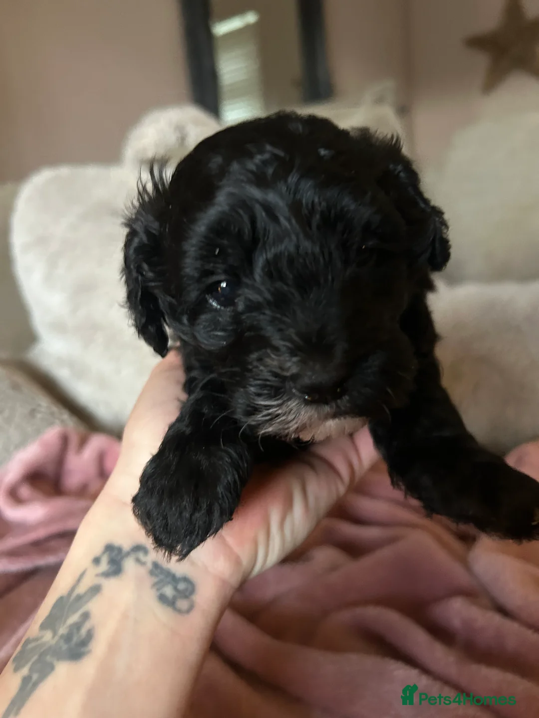 Maltipoo dogs for sale: Stunning Maltipoos 😍😍 - Advert 8