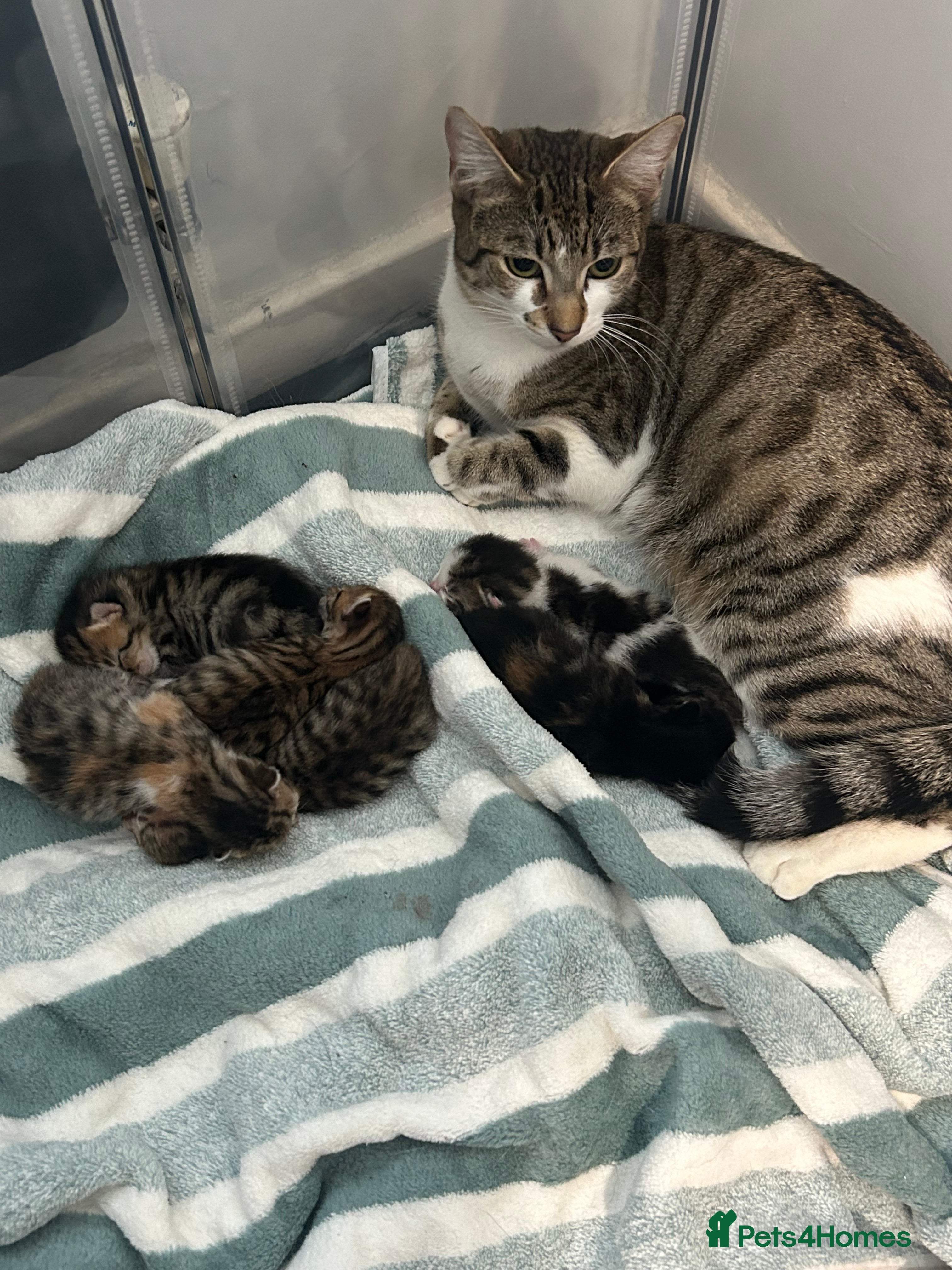 Mixed Breed cats 2 kittens - 1 boy, 1 girl - Advert 14