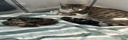 Mixed Breed cats for sale: 2 kittens - 1 boy, 1 girl in Swadlincote - Advert 1