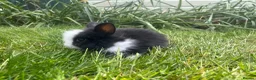 Lionhead rabbits for sale: Beautiful mini double maned lionheads  - Advert 19