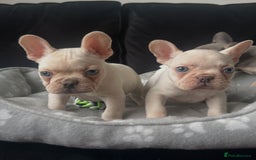 French Bulldog dogs for sale: French bulldogs READY NOW - Image 6