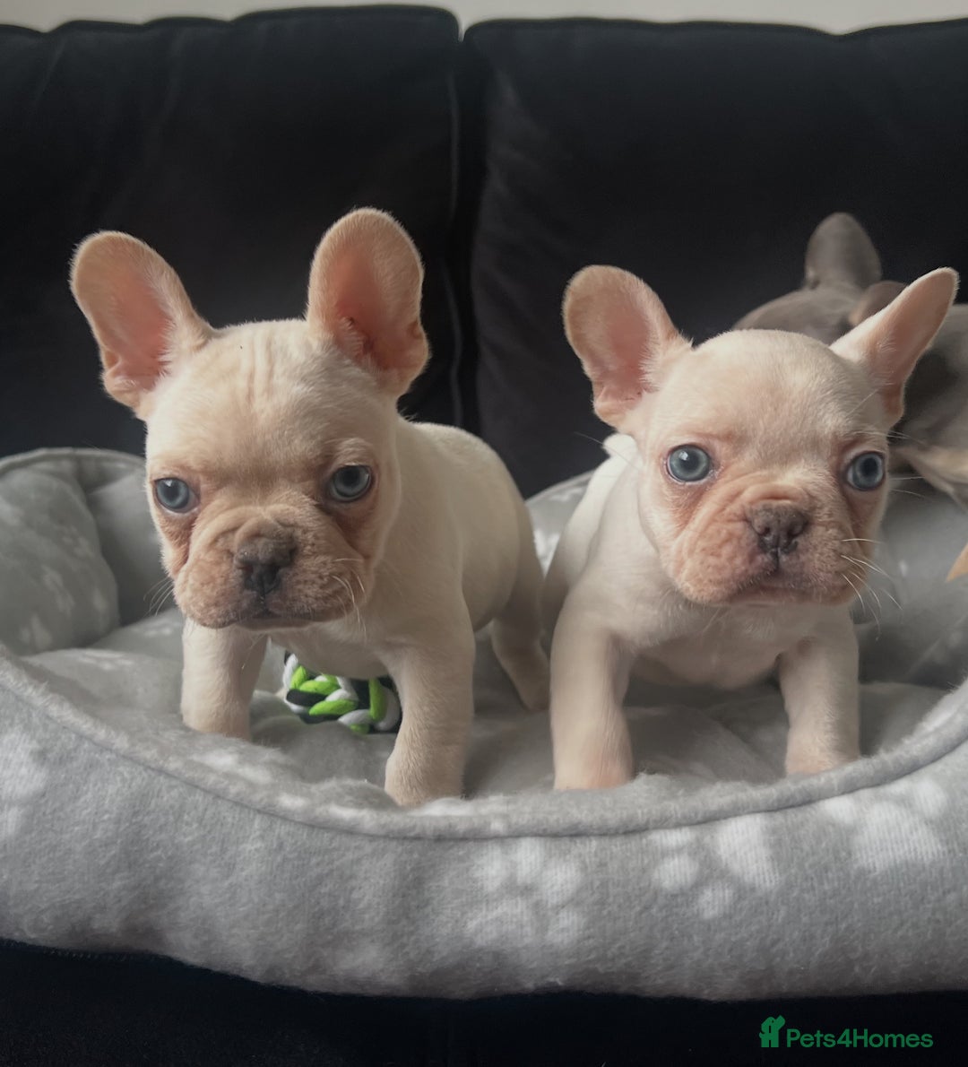French Bulldog dogs for sale: French bulldogs READY NOW - Image 6