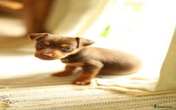 Jack Russell dogs for sale: Beautiful Jack Russell Puppies for sale - Image 11