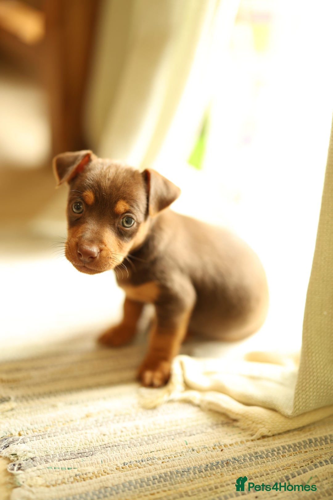 Jack Russell dogs for sale: Beautiful Jack Russell Puppies for sale - Image 11