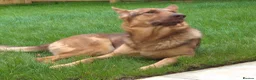 German Shepherd dogs for sale: Stunning female ready now - Advert 3