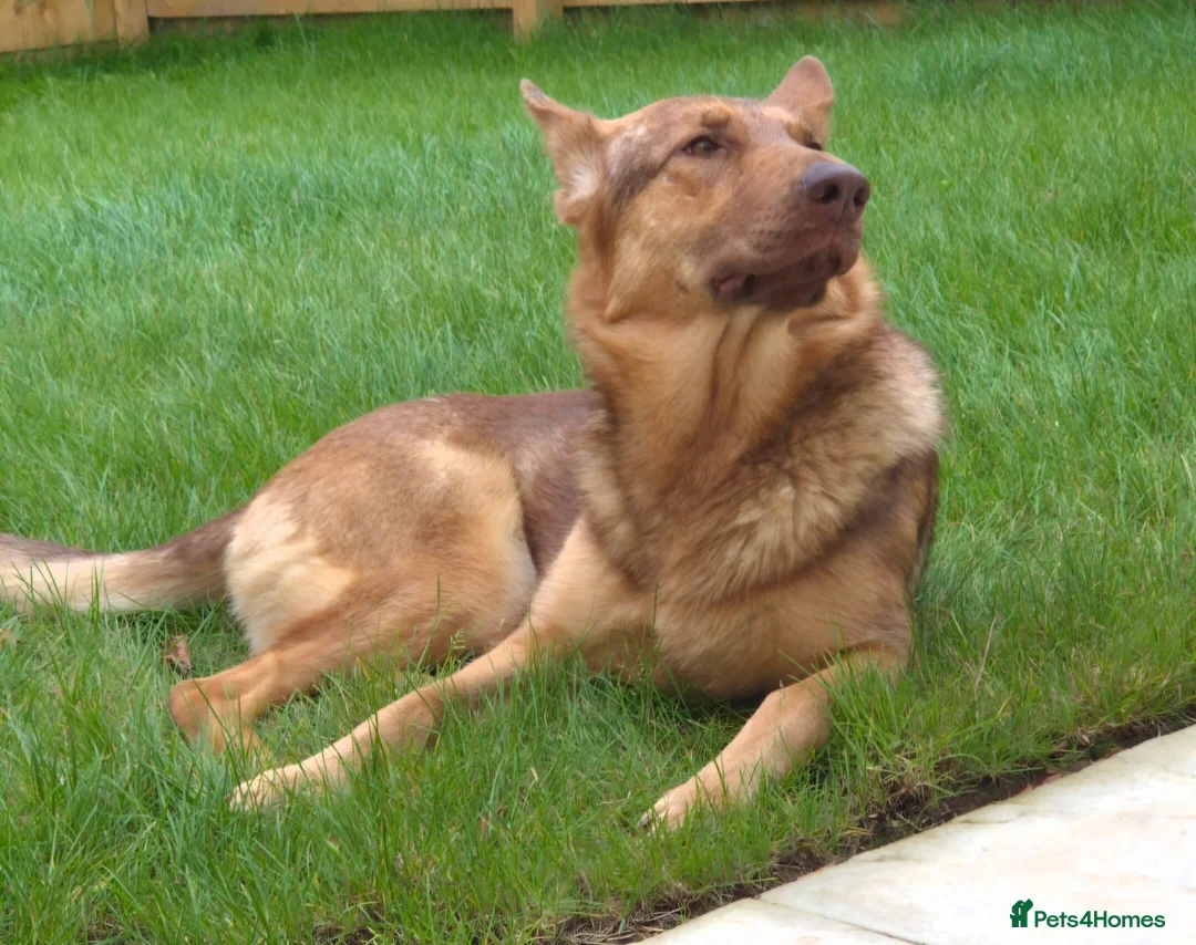 German Shepherd dogs for sale: Stunning female ready now - Advert 3
