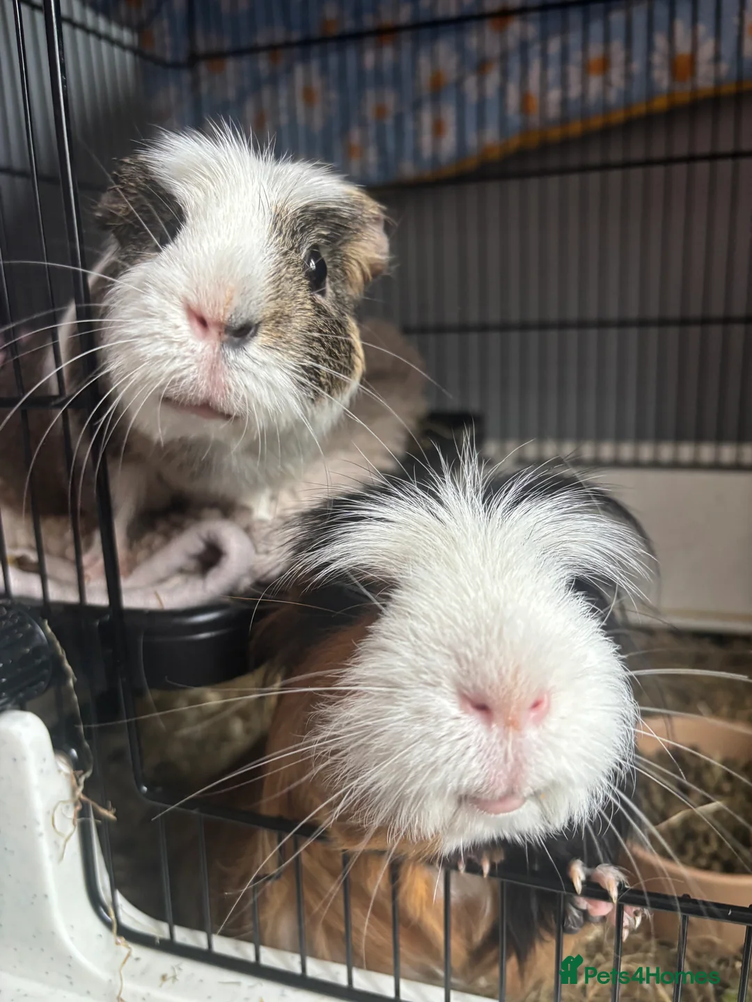 Guinea Pig rodents for sale: 2 male guinea pigs, cage, and all accessories - Advert 1