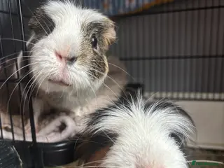 Guinea Pig rodents 2 male guinea pigs, cage, and all accessories - Advert 2