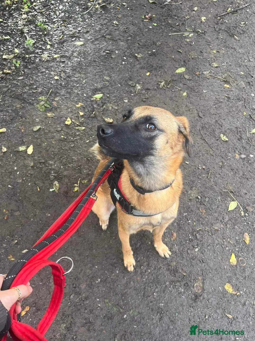 Mixed Breed dogs for adoption: Meet Ryder, currently residing in Cheshire  in Nantwich - Advert 9
