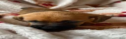 Mixed Breed dogs for sale: Dachsund  in Maidstone - Advert 5