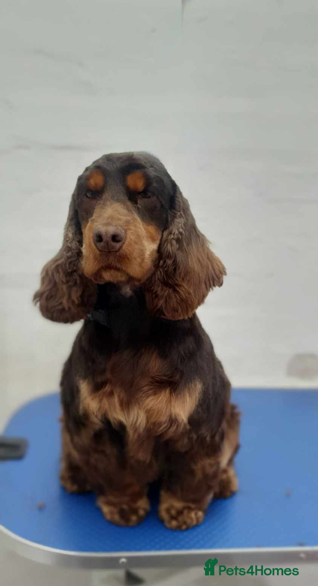 Cockapoo dogs for sale: Beautiful cockapoo puppies hereditary clear - Advert 2