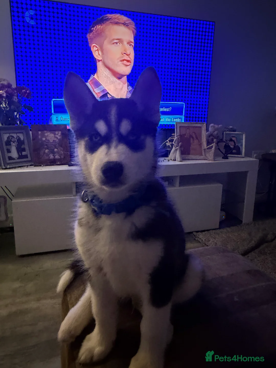 Siberian Husky dogs for sale: 2 husky pups for sale  - Advert 2