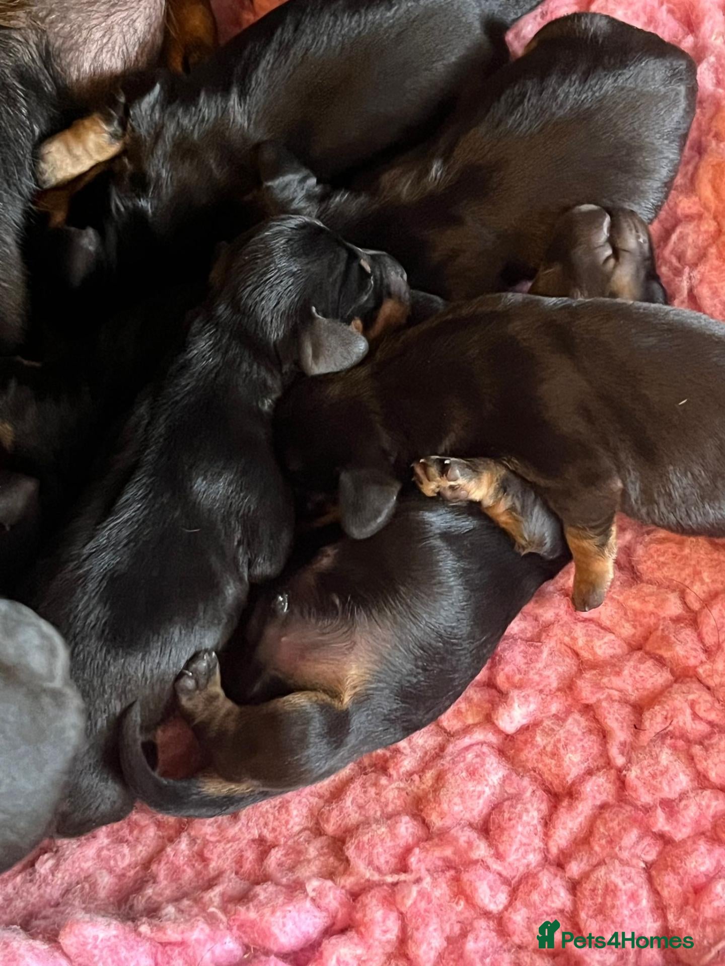 Miniature Dachshund dogs for sale: Beautiful miniature Dachunds - Advert 2
