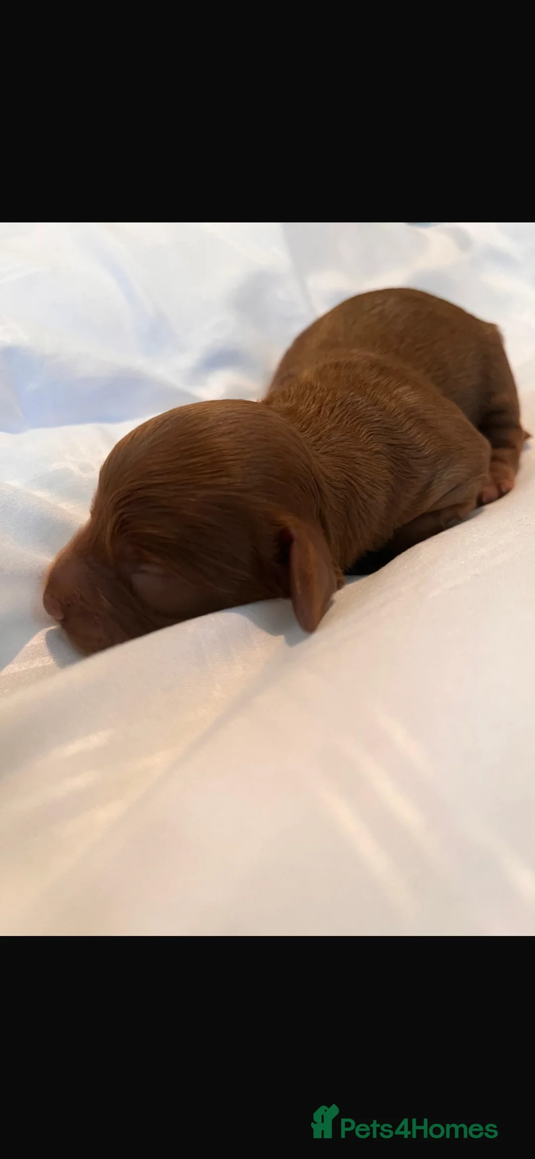 Cavapoo dogs for sale: CAVAPOOS RED TOY SIZE  - Advert 11