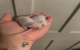 Mouse rodents for sale:  mice  - Image 3