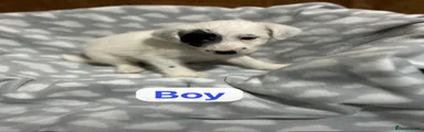Jackapoo 4
