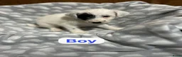 Jackapoo dogs for sale: Jackapoo  - Advert 6