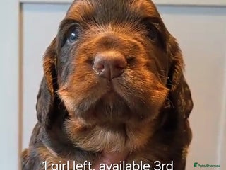 Cocker Spaniel dogs Only 1 left Working Cocker Spaniels health checked - Advert 9