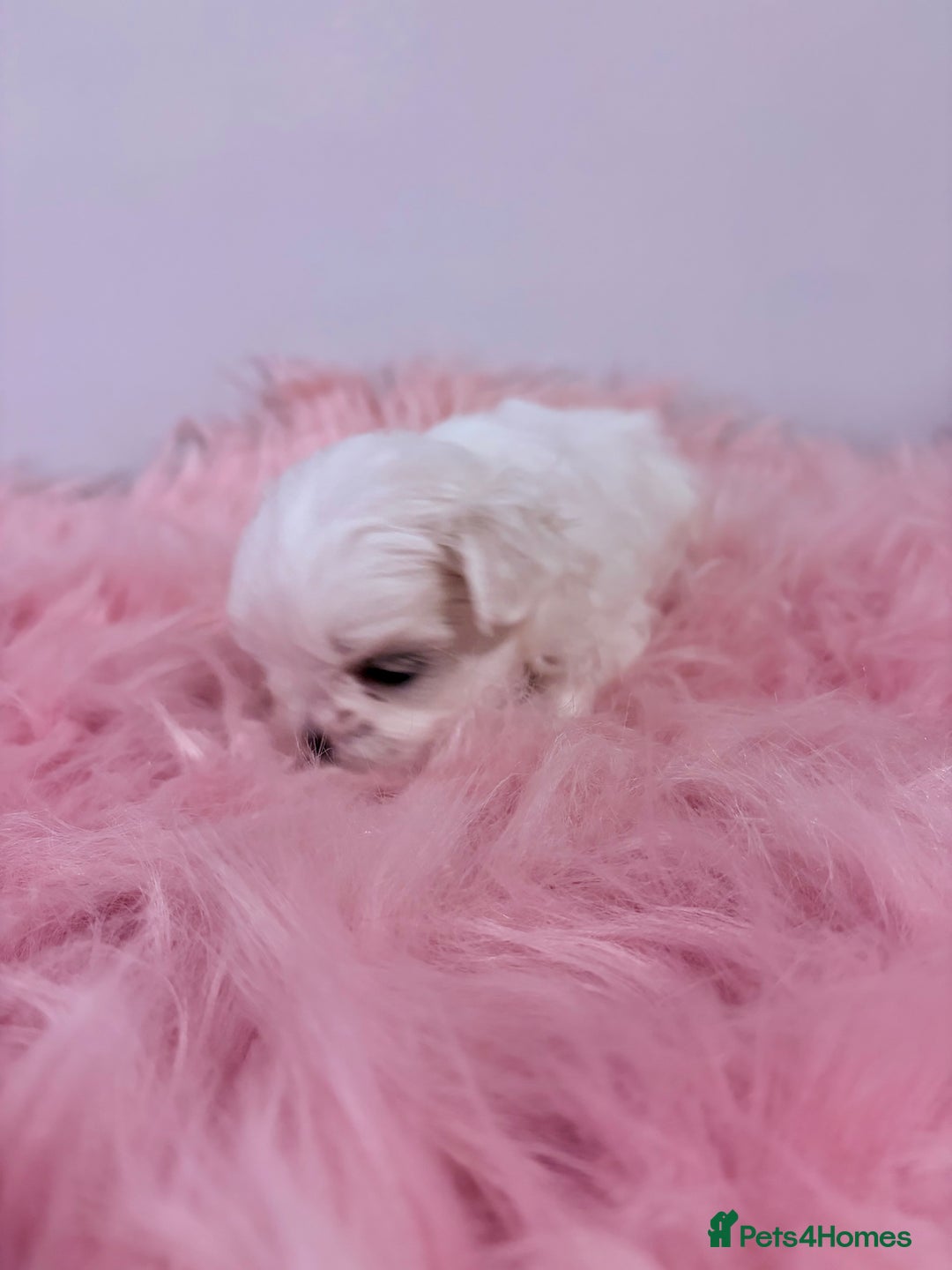 Maltese dogs for sale: ❤️🩵Full Korean Baby pups🩵❤️ - Advert 26